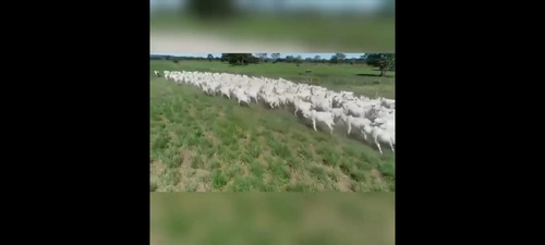 Imagem 21 de 30 de Fazenda 3366 Hectares, 5 Poços Artesianos, 4 Reservatórios De Agua, 42 Bebedouros De 12mil Litros, 80 Casinhas De Cocho Cobertas, 2 Corredores Centrai - Fa00043 - 69928786
