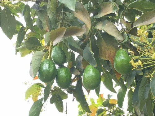 Vendo Finca En Tarapaca 80 Cuadras, Santa Rosa, Risaralda