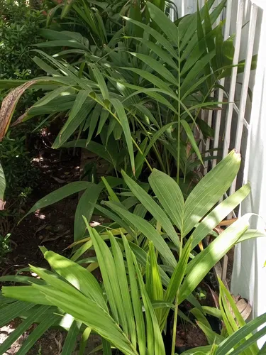 Plantas De Chaguaramo Enano.