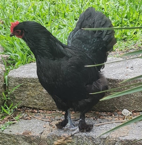 Croad Langshan Importados 12 Ovos Ferteis Cemani Brasil