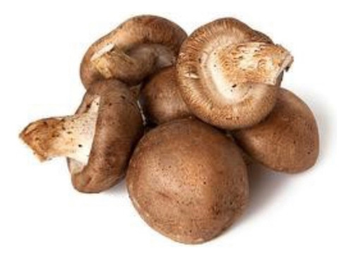 Shiitake En Cápsulas, Hongo Adaptógeno. Reino Fungi