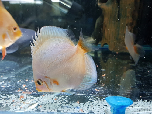 Pez Discus Blue Diamond 