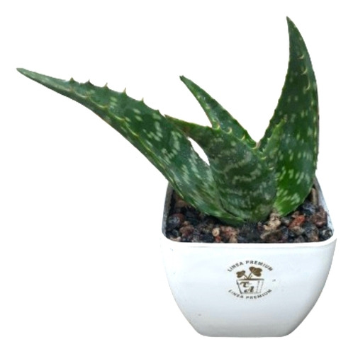 Regalo Día De Los Enamorados Cactus Aloe En Maceta Premium