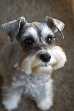 Schnauzer Sal Y Pimienta Miniatura Macho