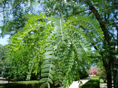 Semillas De Acacia De Tres Espinas (gleditsia Triacanthos)