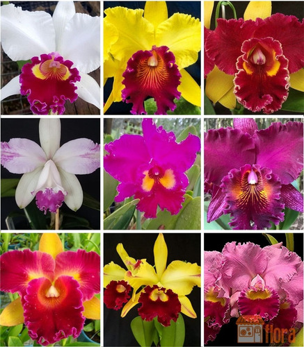 Imagem 1 de 3 de Kit 10 Cattleyas Pre Adultas Orquídeas Promoção