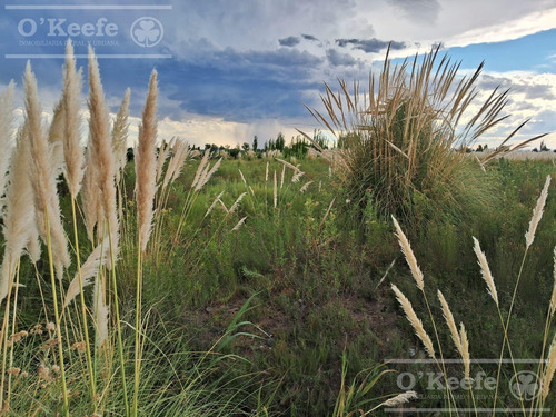 Oportunidad Venta De 2 Fincas Aledañas En Cañada Seca , San Rafael , Mendoza. Frutihorticola, Forrajes, Turismo,