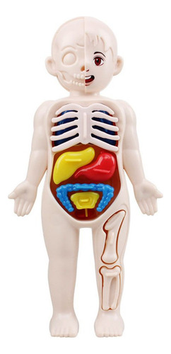 Modelo De Anatomía Del Cuerpo Humano, Juguetes Educativos, Ó