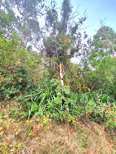 Vendemos En Valdivia 2,14 Hectareas En Altos De Punucapa