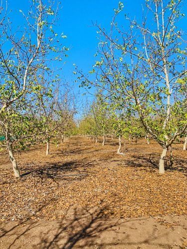 Parcela Con Pozo De Agua Propio.
