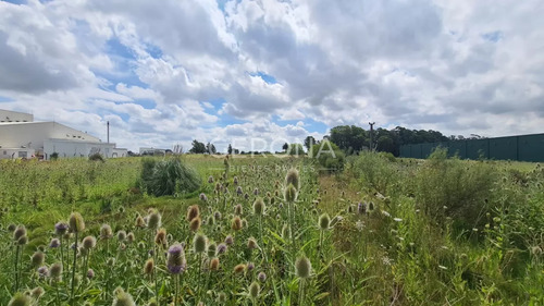 Venta Terreno De 11000mts En Carrasco Este .