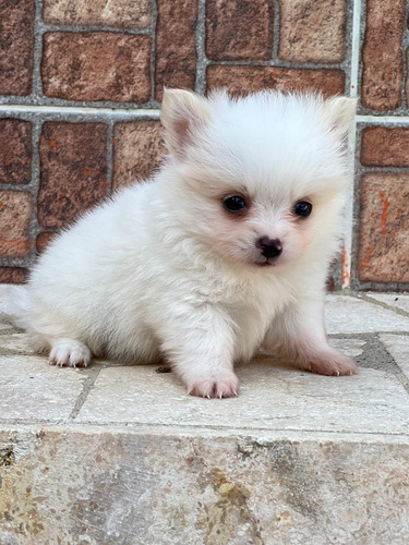 Cachorro Pomeranian Pura Raza Animal Pets 