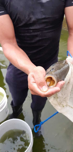 Alevines De Tilapia (Usado)