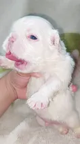 Comprar Cachorros Bulldog Frances Fluffys  Pied Blues