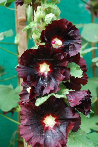 8 Semillas De Malva Negra Alcea Rosea Nigra Flor Gotica | MercadoLibre