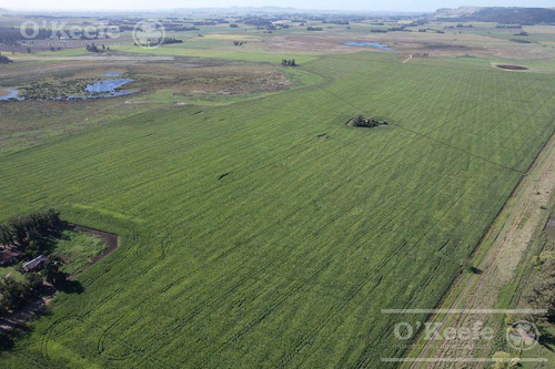 Imagen 10 de 15 de Campo En Venta De 113 Has En Balcarce 90 % Agrícola - Suelos Clase 1 Y 2