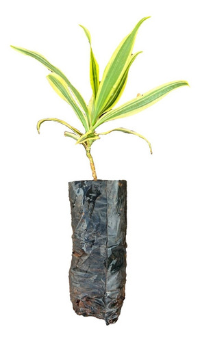 Muda De Pleomele Variegata - Para Produzir