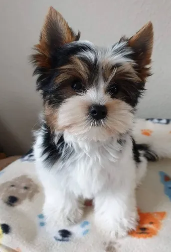 Cachorros Yorkie Biewer Perros Cúcuta Ibagué Santa Marta Pet