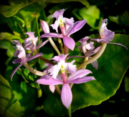 Epidendrum Ellipticum