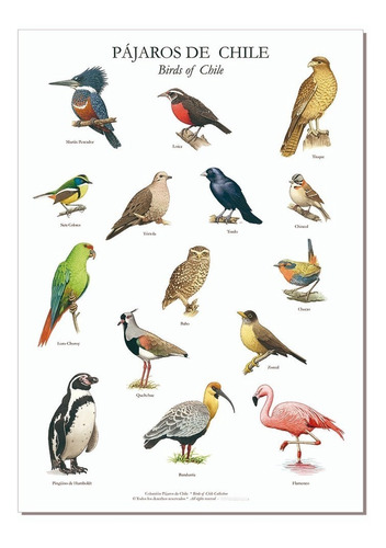 Poster Láminas Con Ilustraciones 15 Pájaros Chilenos Andes1