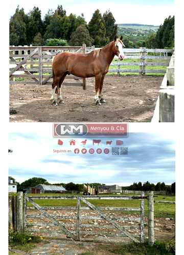 Venta Campo En Lavalleja 330 Has Ganadero Bueno Y Forestal Con Renta Estancia Completa