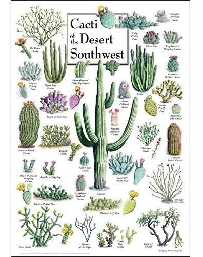 Pósteres Earth Sky + Water Poster - Cacti Of The Desert Sout