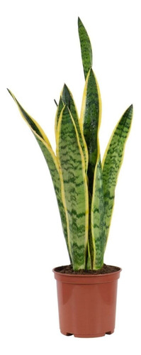 Espada De San Jorge, Sansevieria Trifasciata 