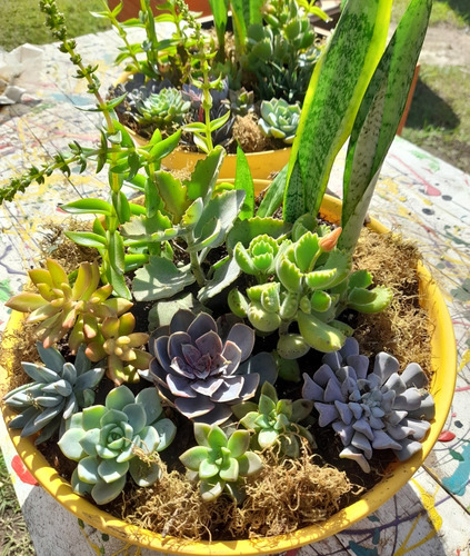 Jardín De Suculentas Xxl + De 10 Variedades Paila De 35 Cm