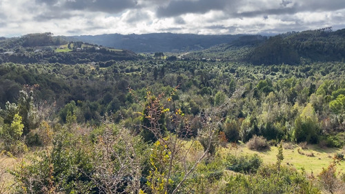 Imagen 10 de 22 de Campo De 42ha Estaquilla - Los Muermos