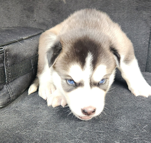 Husky Siberiano Fotos De Papás. Con Opción A Chip