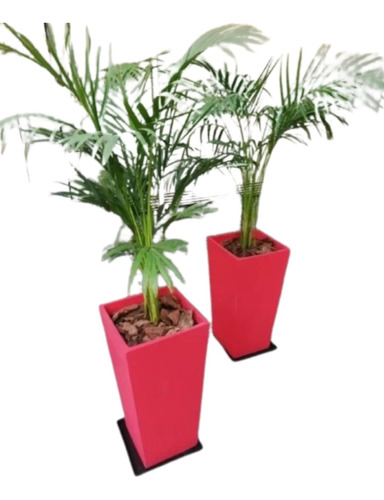 Planta Areca + Maceta Piramidal 