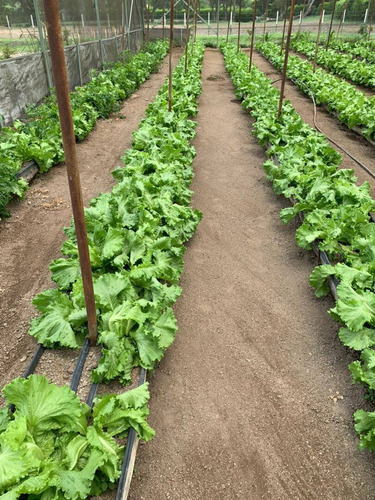 Imagen 4 de 21 de Se Vende Finca En Montalban , Aguirre