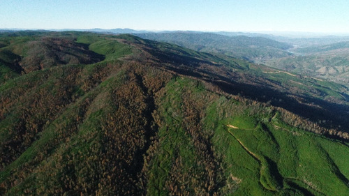 Predio Forestal En Constitución, Regeneración Plan De Manejo