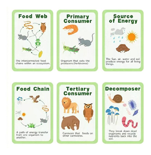 Ciclo De Vida Da Cadeia Alimentar Kit Party Favors Science