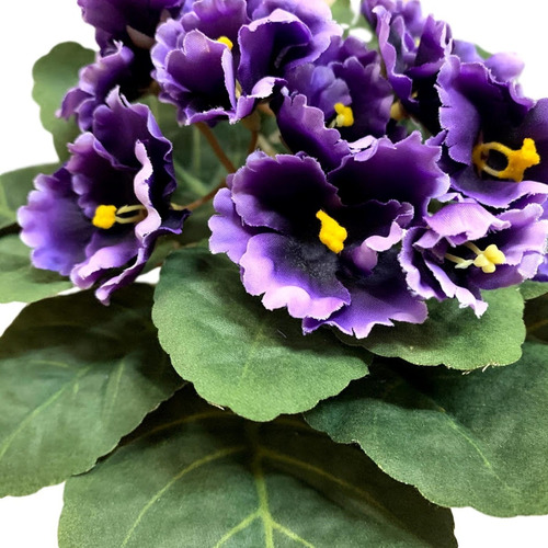 100 Sementes De Flor Violeta Cor Roxo | Parcelamento sem juros
