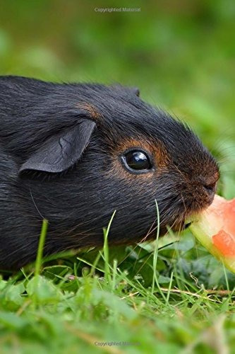 A Black And Tan Guinea Pig Eating Watermelon Up Close Journa
