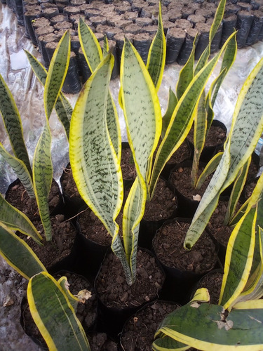 Plantas Lengua De Suegra Trifasciata 