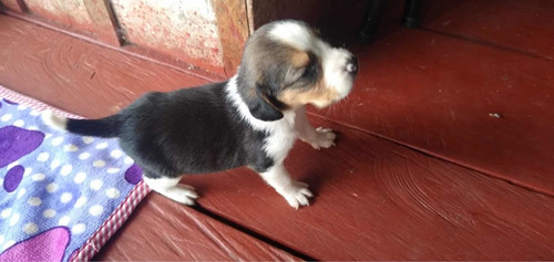 Cachorro Beagle