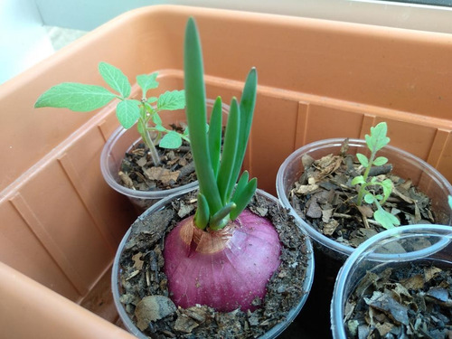 Semillas De Cebolla Morada Selección Premium