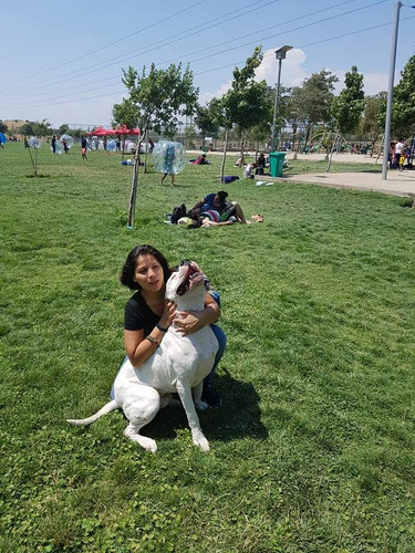 Cachorros  Dogo Argentino  Inscritos 