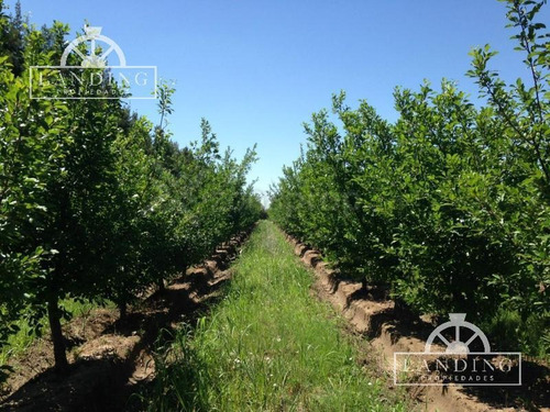 Imagen 8 de 27 de Finca Productiva En Venta En Mendoza, 60 Has Cultivos Intensivos