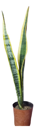 Pack De Tres Sansevieria Trifasciata O Lengua De Suegra Blanco