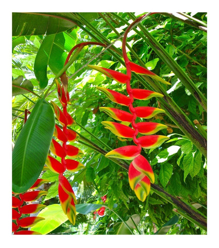 Semillas De Nigripraefixa De Heliconia  - Heliconia Roja