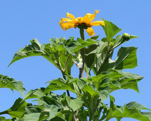 Tithonia Diversifolia | Árbol Girasol