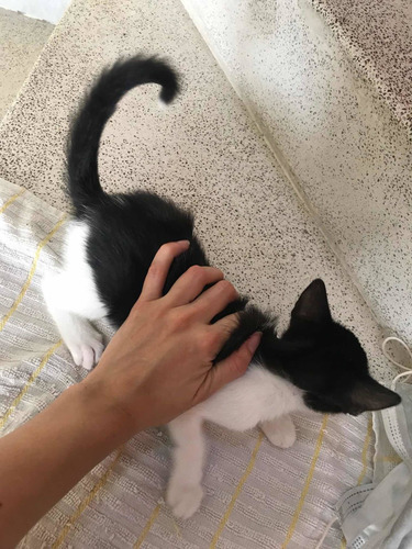 Imagen 2 de 7 de Gatita En Adopción