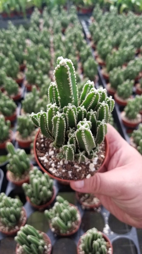 Imagen 3 de 3 de Cactus Cereus Tetragonus 'fairy Castle' Castillo De Hadas