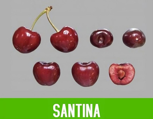 Campo De Cerezos En Venta - Produciendo - Chillan