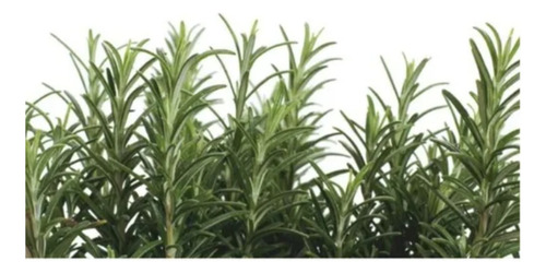Semilla Mix Aromaticas Anasac Mimbral