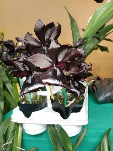 Orquídea Negra Y Cattleya Con Envío 