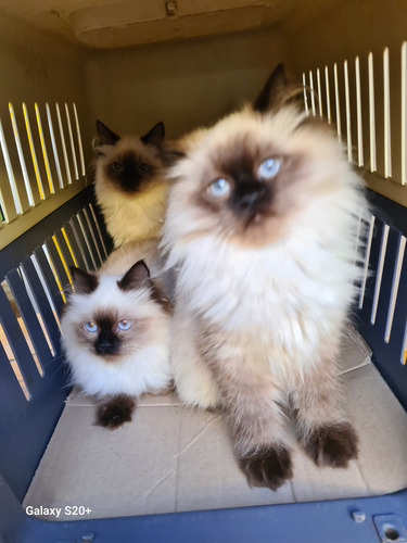 Persa Birmans